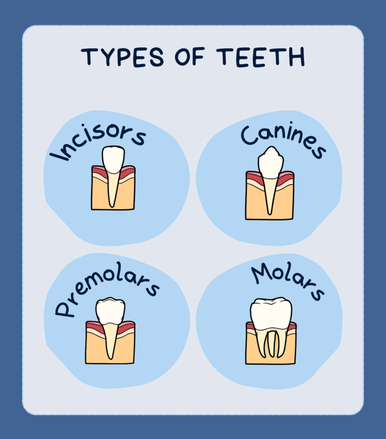 - Smile Makeover of LA Understanding 4 Types of Teeth